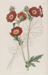Geum coccineum LindlとしてのGeum quellyon。